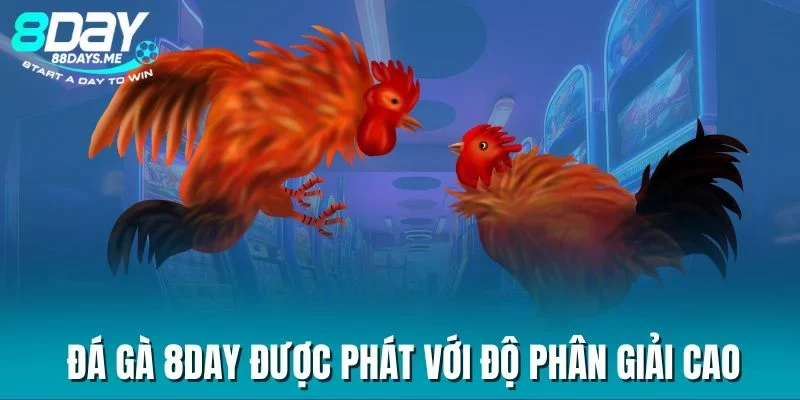 Đá gà 8DAY được phát với độ phân giải cao Đá gà 8DAY được phát với độ phân giải cao