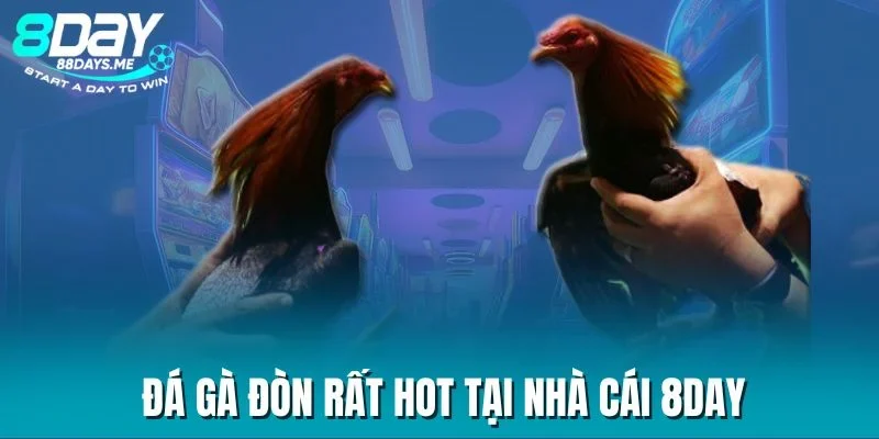 Đá gà đòn rất hot tại nhà cái 8DAY Đá gà đòn rất hot tại nhà cái 8DAY