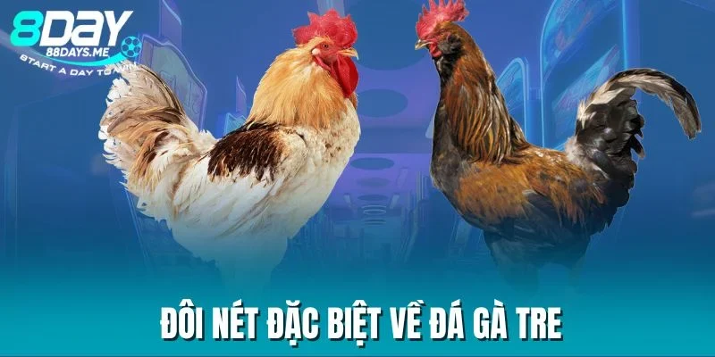 Đôi nét đặc biệt về đá gà tre Đôi nét đặc biệt về đá gà tre