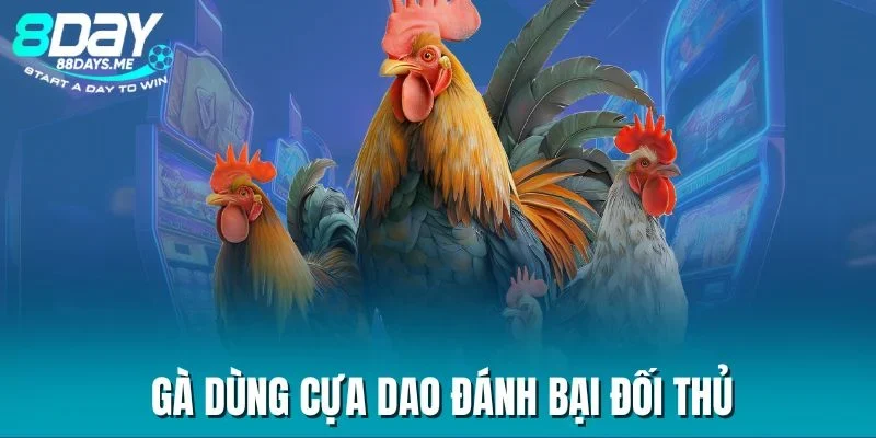 Gà dùng cựa dao đánh bại đối thủ Gà dùng cựa dao đánh bại đối thủ