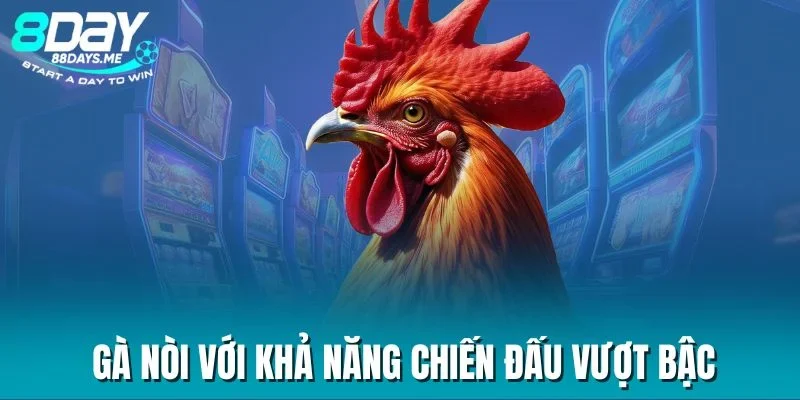 Gà nòi với khả năng chiến đấu vượt bậc Gà nòi với khả năng chiến đấu vượt bậc