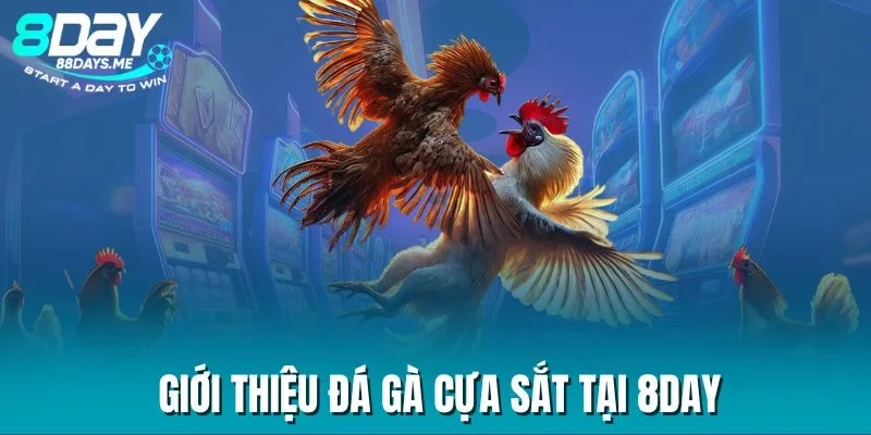 Giới thiệu đá gà cựa sắt tại 8DAY Giới thiệu đá gà cựa sắt tại 8DAY