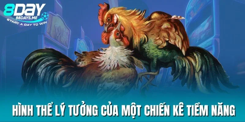 Hình thể lý tưởng của một chiến kê tiềm năng Hình thể lý tưởng của một chiến kê tiềm năng