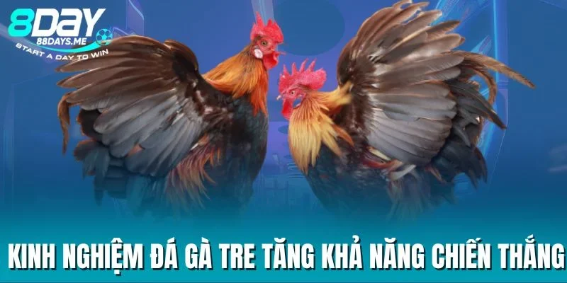 Kinh nghiệm đá gà tre tăng khả năng chiến thắng Kinh nghiệm đá gà tre tăng khả năng chiến thắng