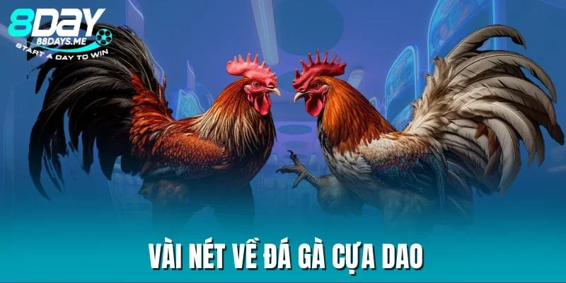 Vài nét về đá gà cựa dao Vài nét về đá gà cựa dao